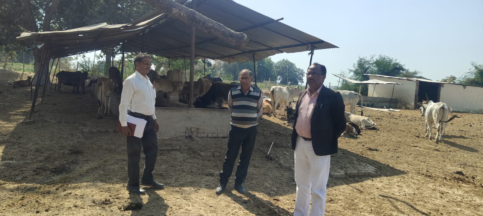 उप जिलाधिकारी रणवीर ने ताजकपुर गौशाला का किया औचक निरीक्षक 